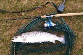 Stunning Sea Trout