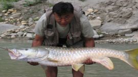 Dasho Jurme Wangchuk 70lb