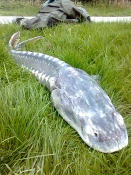 Supreme Sturgeon